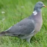 Дикий лесной голубь – Вяхирь