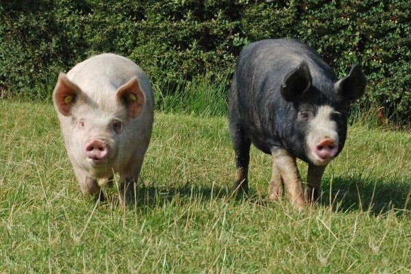 Породы свиней с описание и фото. Обзор их особенностей и характеристик
