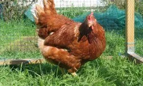 Порода кур Редбро