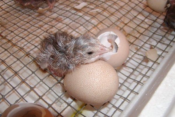 Инкубация яиц цесарок