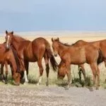 Гнедые лошади