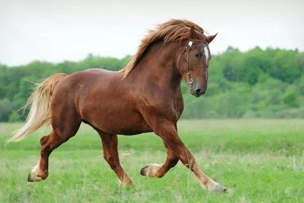 Советская лошадь