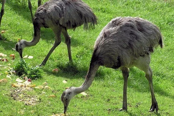 Разведение страусов: зачем и насколько выгодно