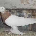 Бесчубые голуби