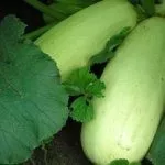 Кабачок Якорь