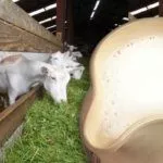 Удойность зависит от кормления