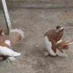 Шалевая Алтайская порода