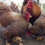 Питание курей