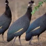 Хохлатая цесарка