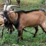 Козёл Альпийской породы