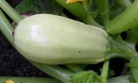 Кабачок сорта Якорь