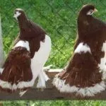 Волжские голуби