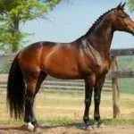 Тракененские лошади