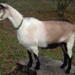 Порода Альпийские козы