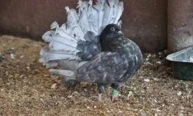 Павлиний голубь