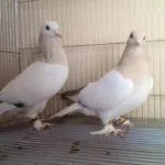 Голуб и голубка