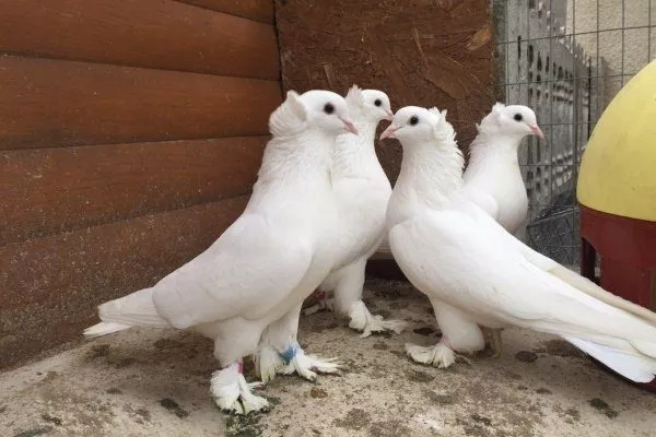 Ленинаканские голуби 