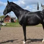 Тренировка лошади