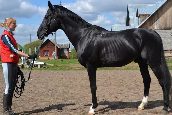 Тракененская порода лошадей: описание характеристик, фото, уход и содержание,отзывы