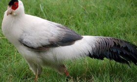 Белый фазан