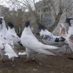 Голуби на выгуле