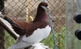 Волжские голуби