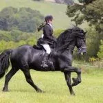 Верховая езда