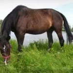 Лошадь пасётся