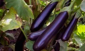 Баклажан Халиф