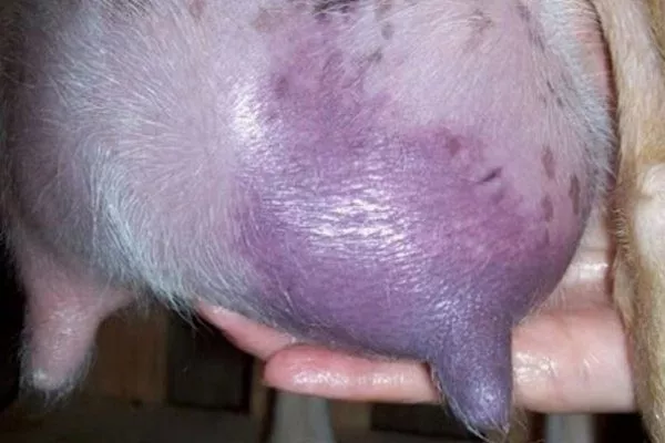 Фиолетовое вымя у козы