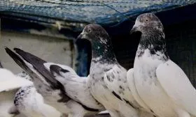 Индопакистанская высоколетная порода голубей