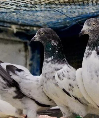 Индопакистанская высоколетная порода голубей
