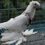 Носочубые голуби