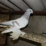 Чубатые голуби