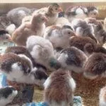 Цыплята