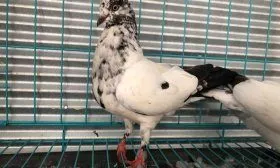 Английские типплеры