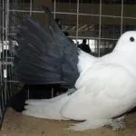 Чернохвостая порода