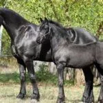 Кобыла и жеребёнок