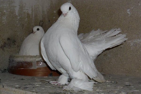 Луганские голуби 