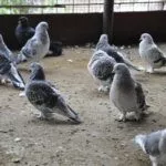 Содержание голубей