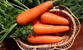 Алтайская лакомка