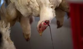 Убой курицы