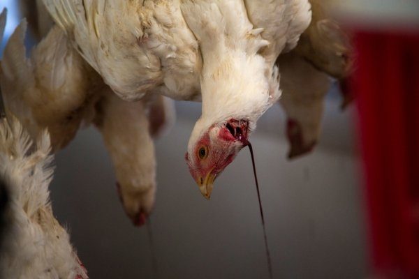 6 sick chickens slideshow web