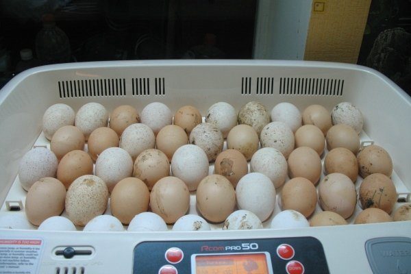 Яйца в инкубаторе