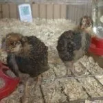 Цыплята породы Виандот