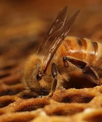 Пчела на соте