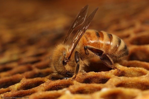 Пчела на соте