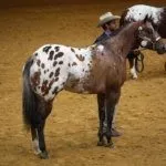 Соревнование лошадей