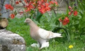 Порода голубей Туркменские агараны