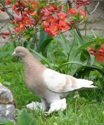 Порода голубей Туркменские агараны
